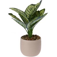 Calathea művirág kerámia cserépben, 12 x 26 cm, bézs